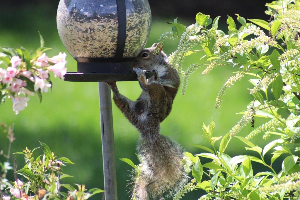 can chickens eat bird seed