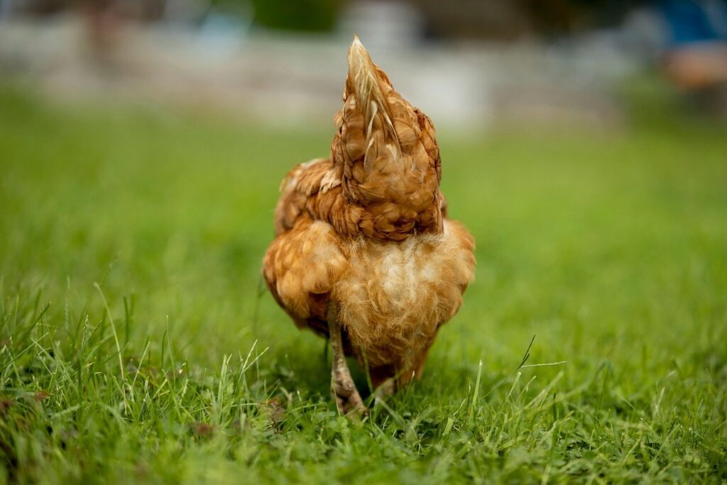 can chickens eat grass