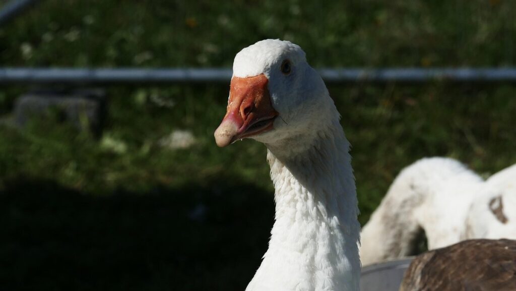 egg washing laws backyard