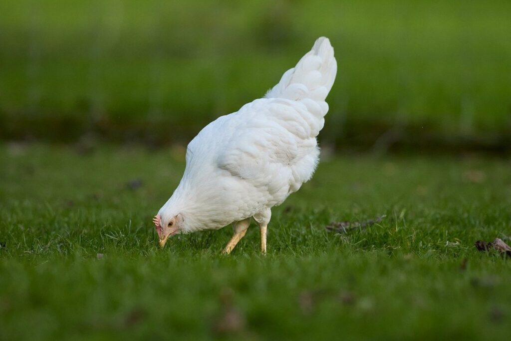chicken foraging