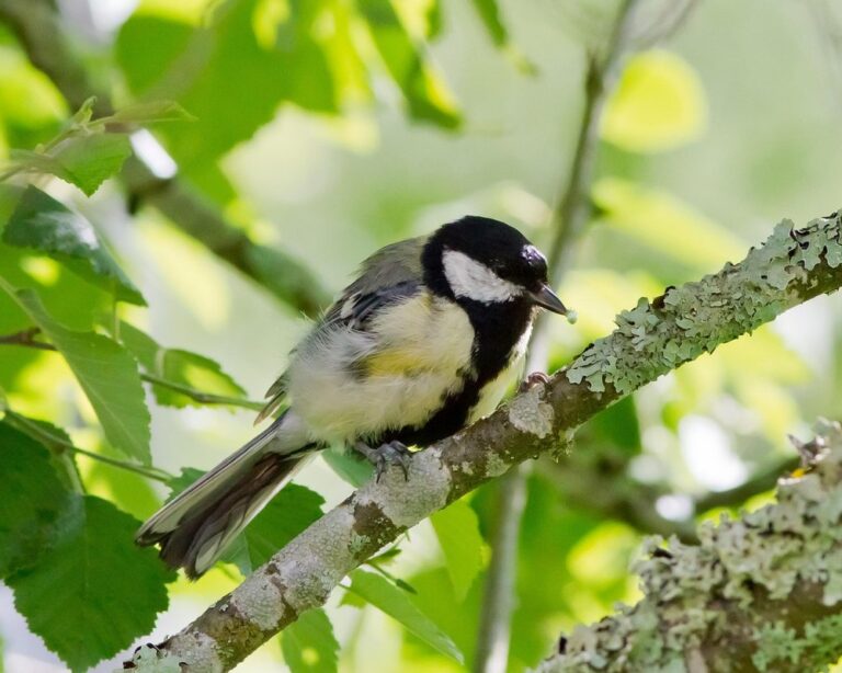 can chickens eat maggots