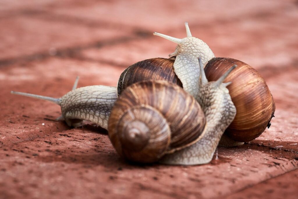 pastey butt in chicks