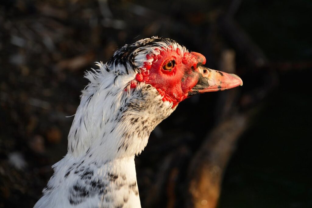 domestic muscovy duck