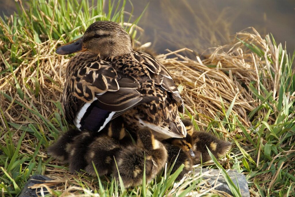 pasture shelter for ducks