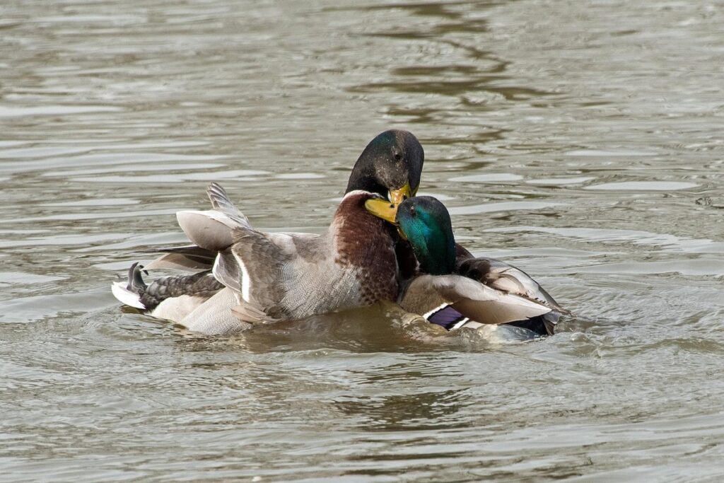 mallard vs rouen duck