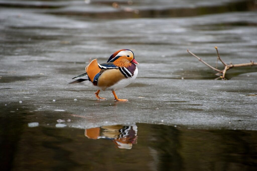 preventing frozen duck water