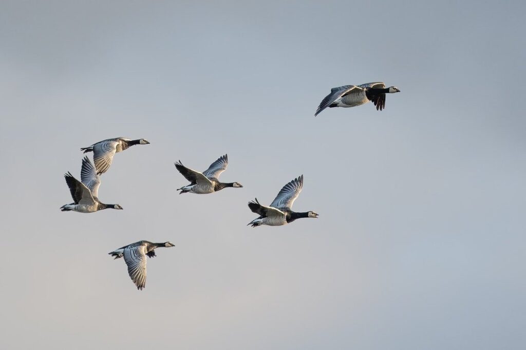 goose behavior and flock management