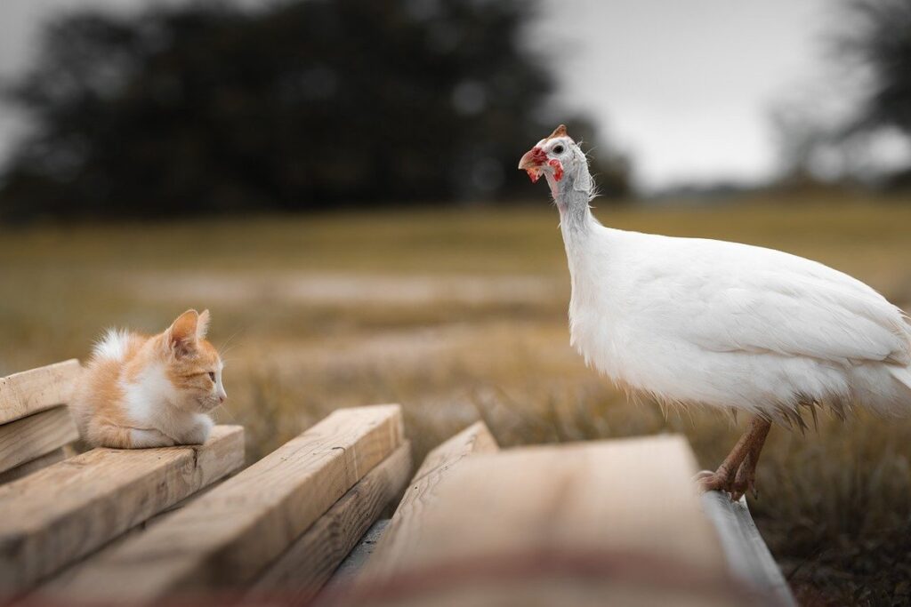 guinea fowl behavior pecking order