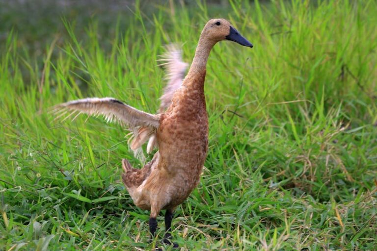 indian runner duck behavior