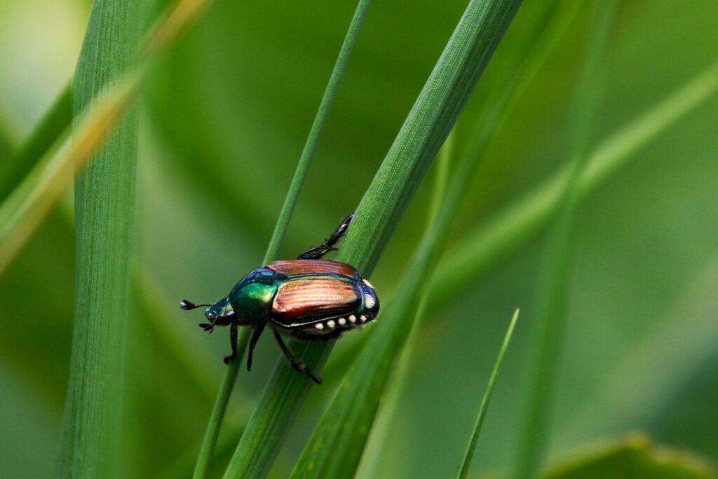 can chickens eat Japanese beetles
