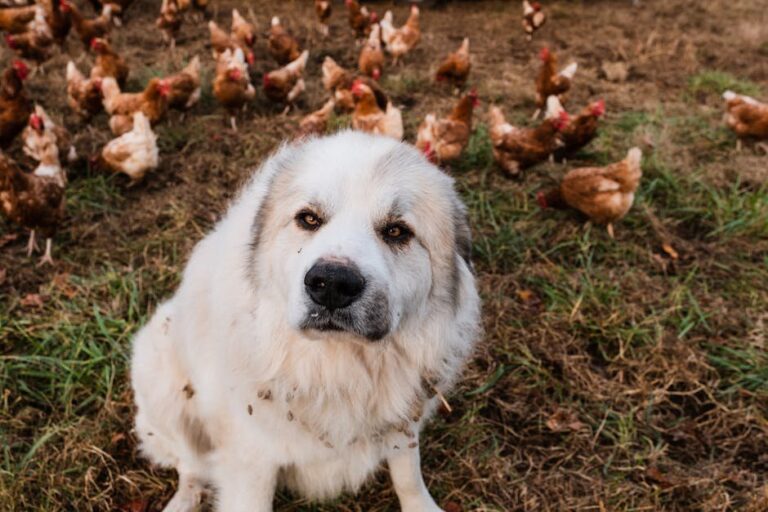 livestock guardian dogs with poultry