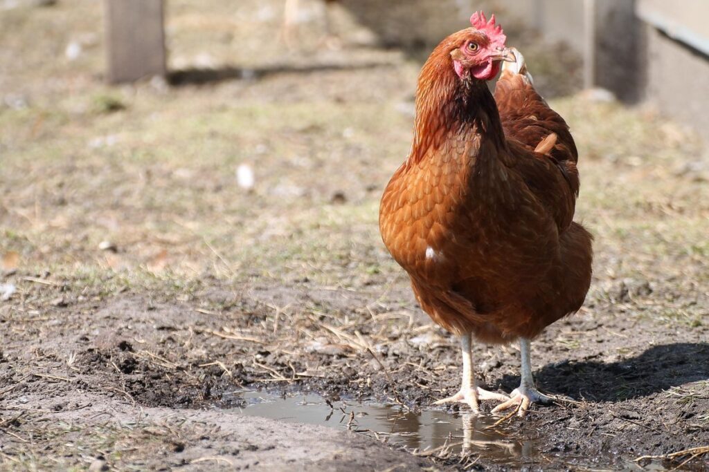 mud management around coop
