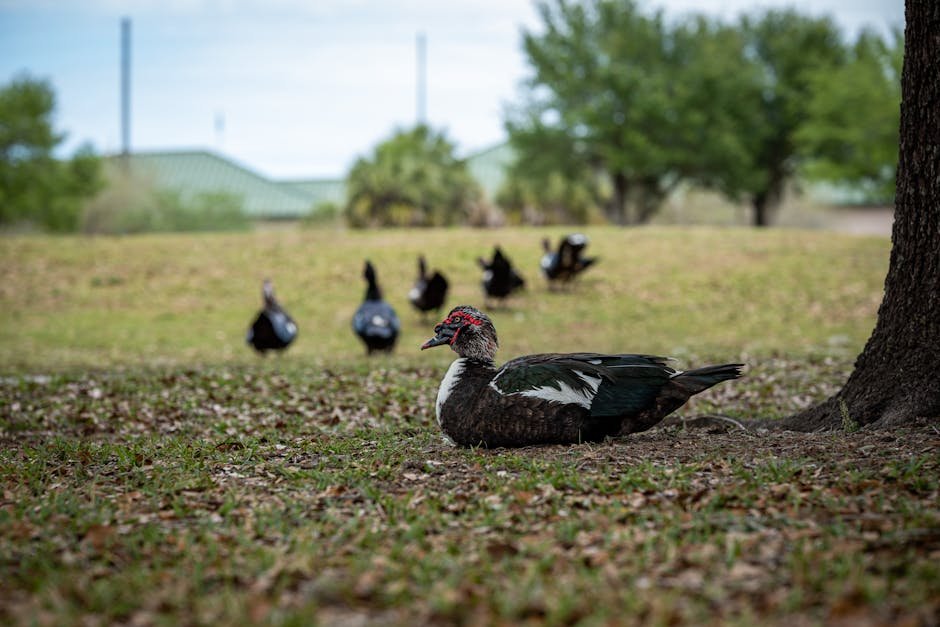 Muscovy duck eggs incubation -> Muscovy duck eggs