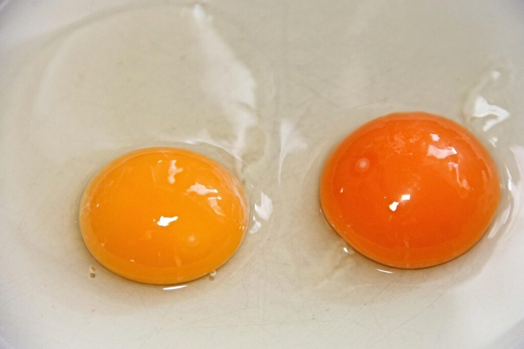orange egg yolk