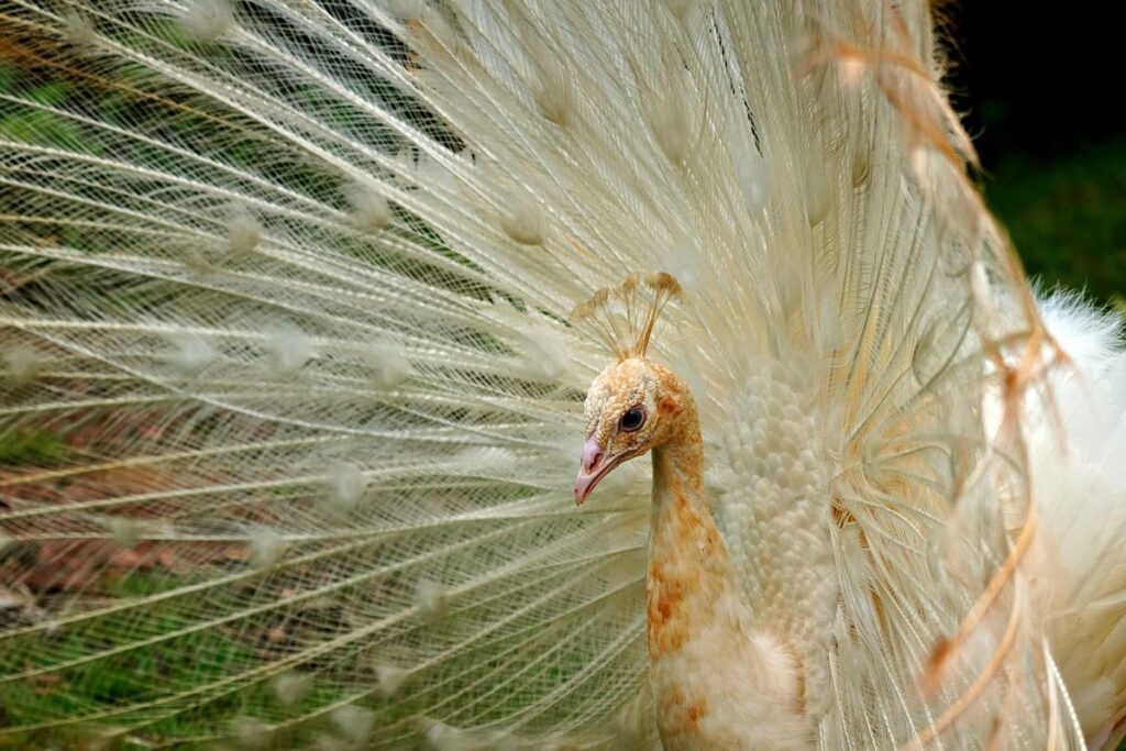 white peafowl breed info