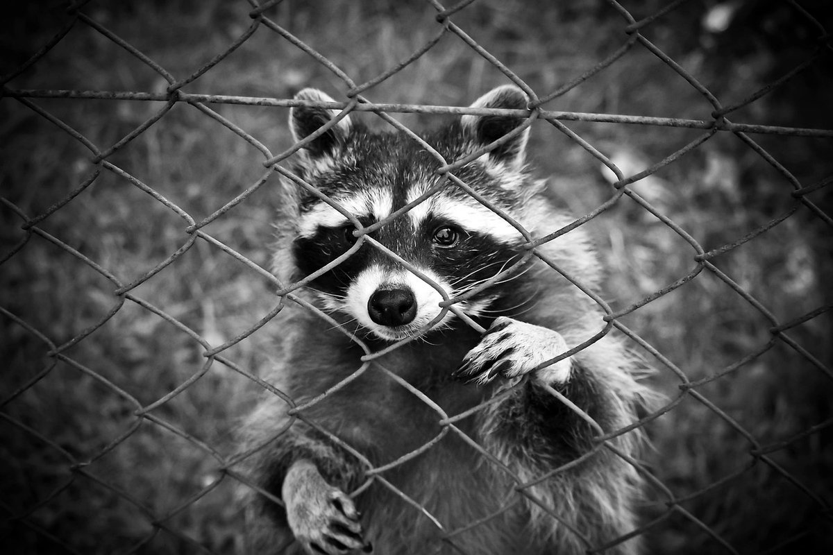 Bury Fences to Stop Digging Predators: Effective Solutions - Feathered ...