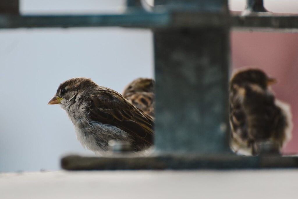 small flock health plan