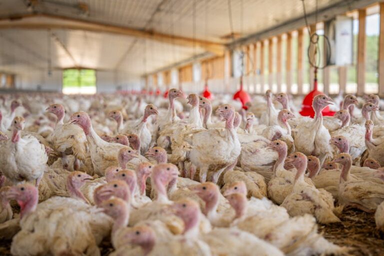 sustainable poultry practices small farms