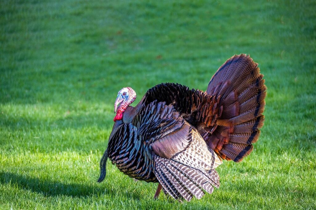 turkey behavior strutting