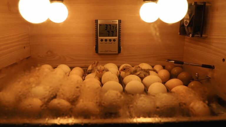 turkey egg incubation humidity