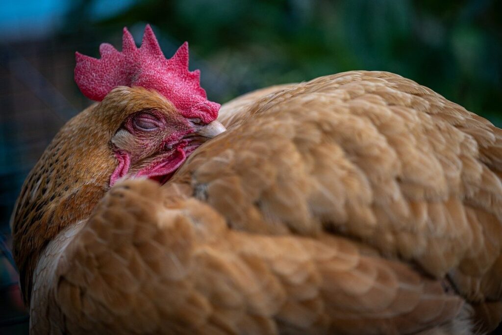 quiet chicken breeds for urban areas
