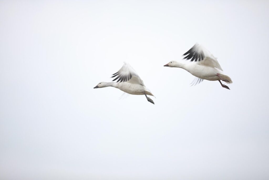 male vs female canada goose