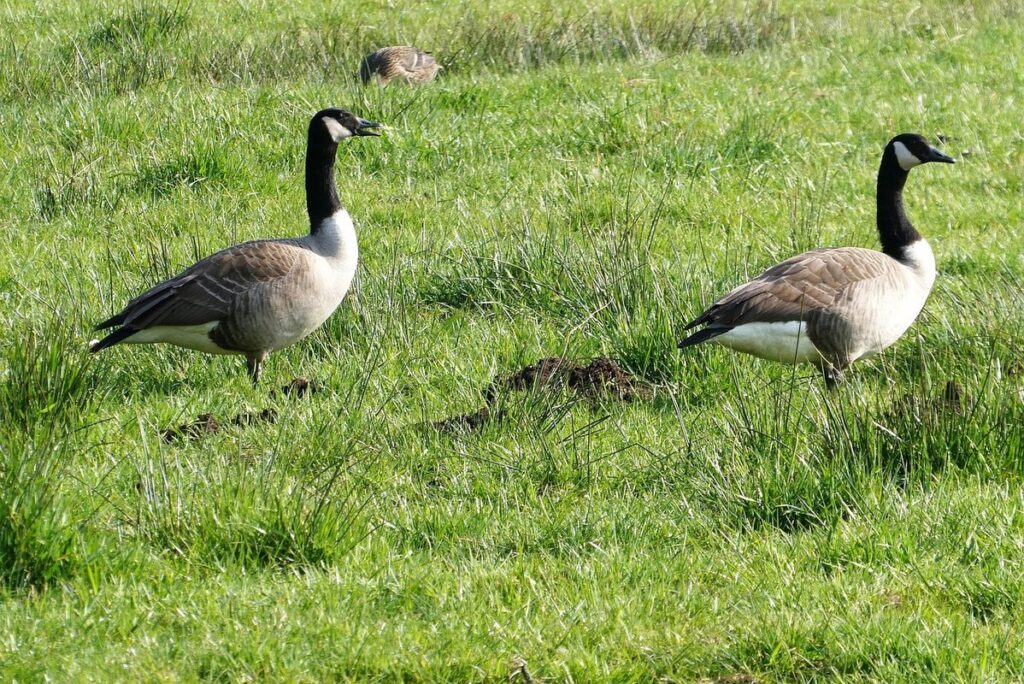 Canadian geese eating