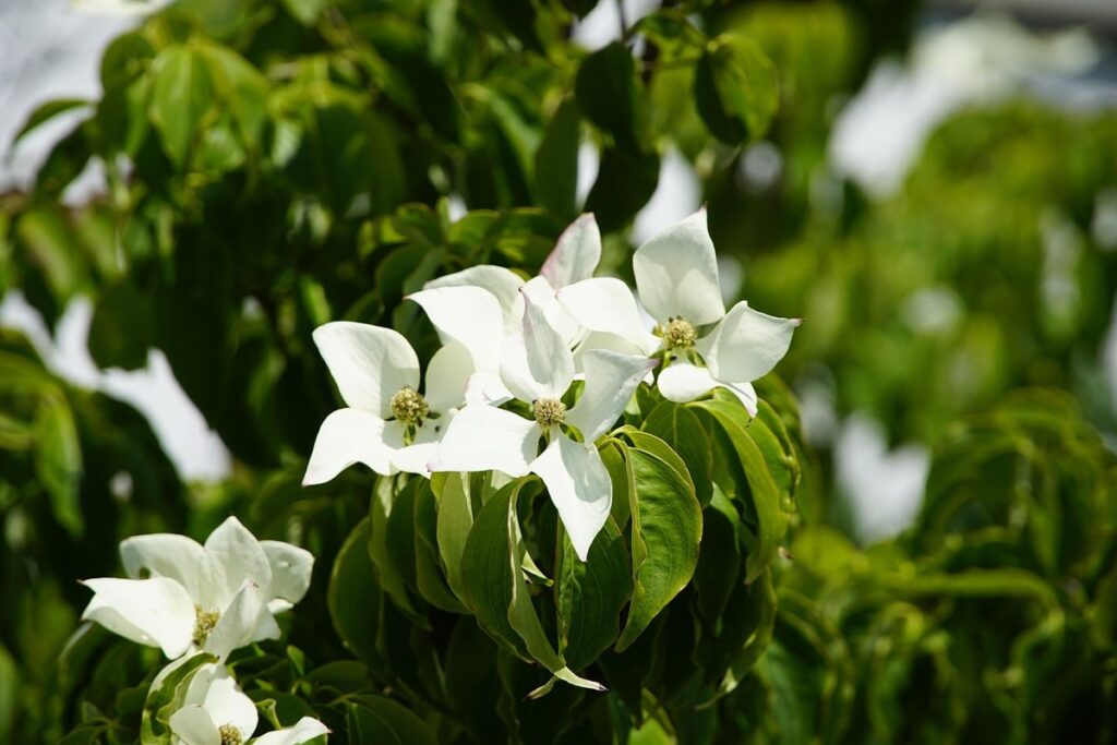 chinese dogwood plant