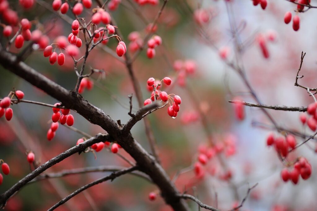 dogwood berries