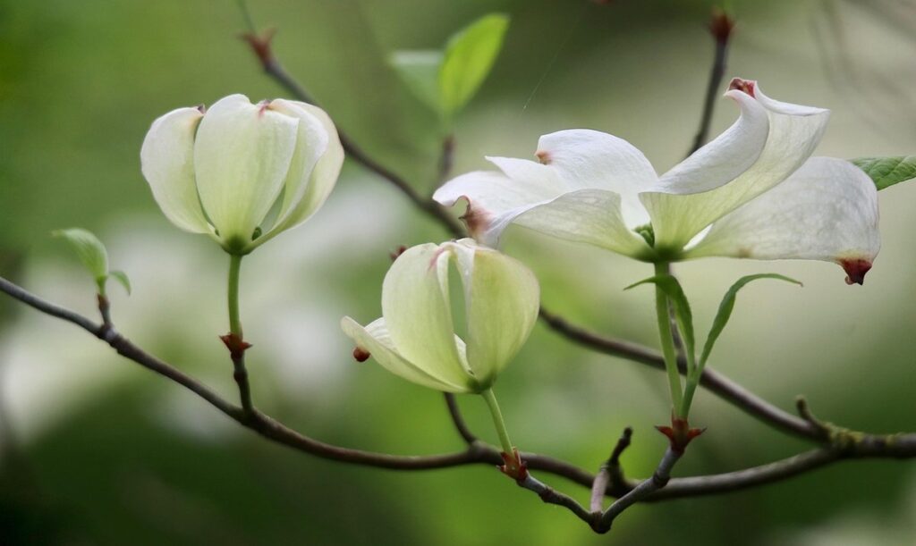 dogwood korean
