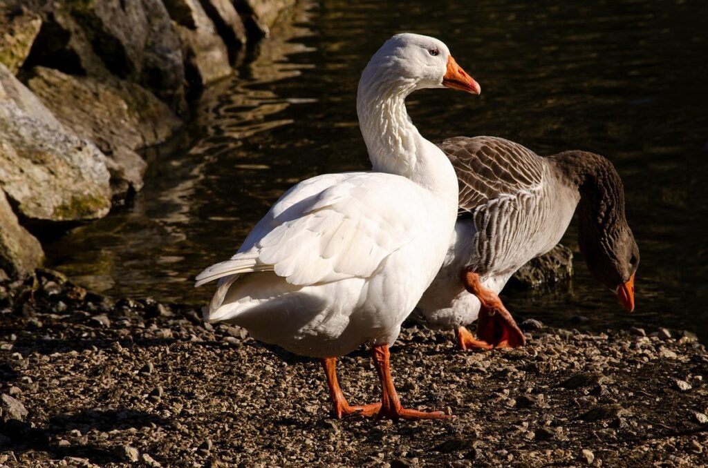 domestic geese