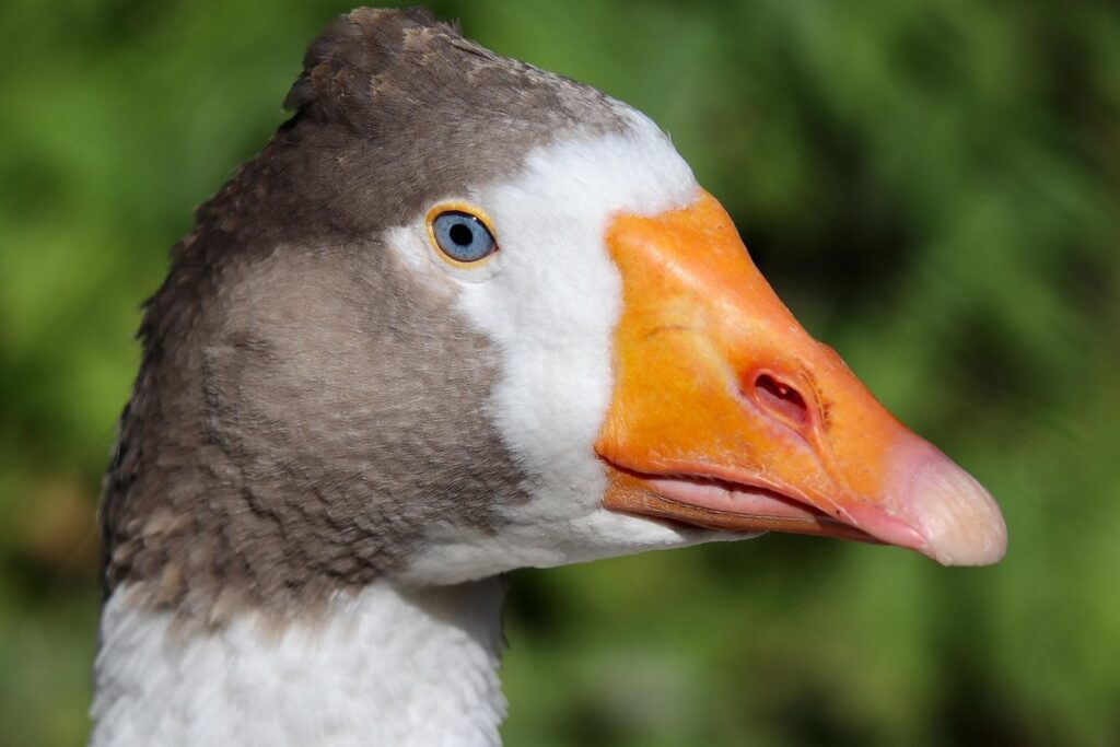 domestic goose
