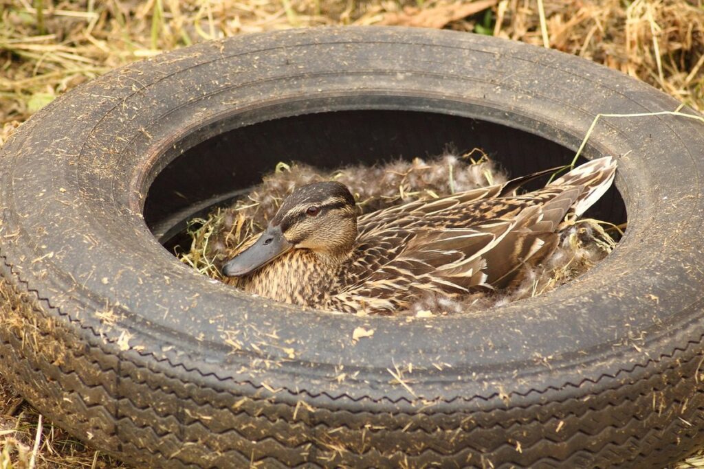 duck brooding