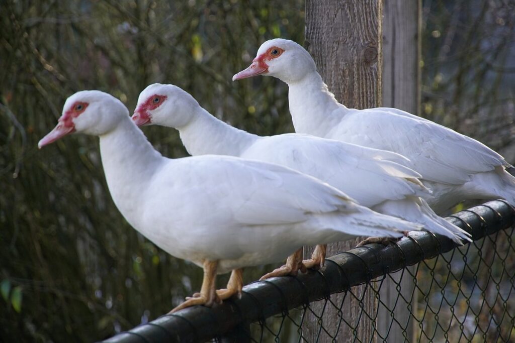 duck predator proof fence