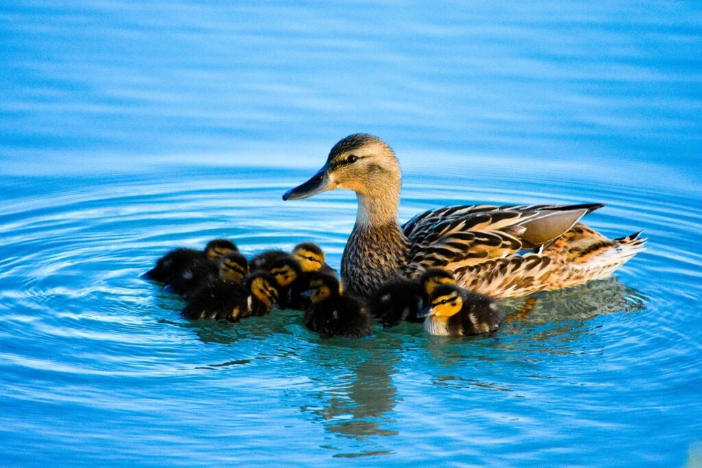 duckling season