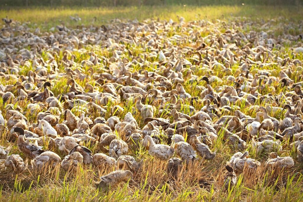 what do ducklings eat in the wild