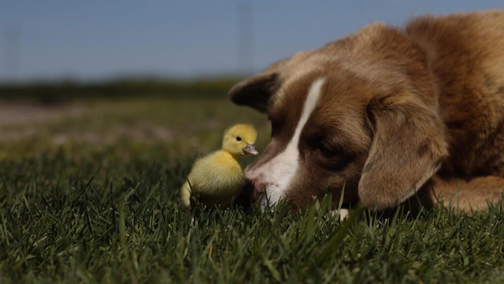 ducklings pets