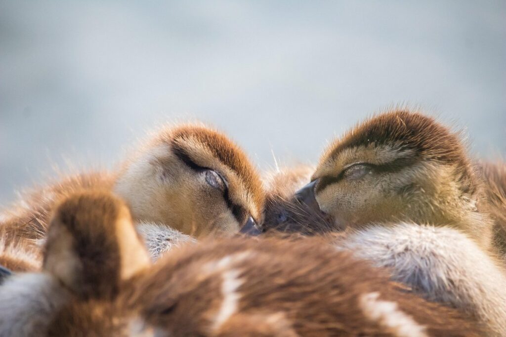 how do ducklings sleep