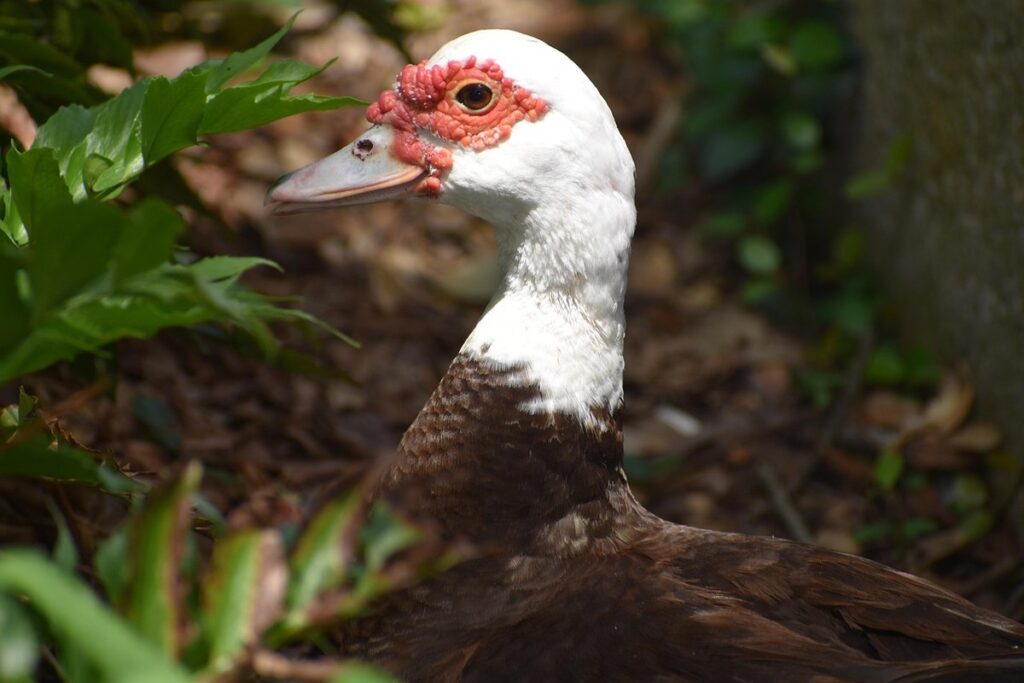 male and female ducks difference