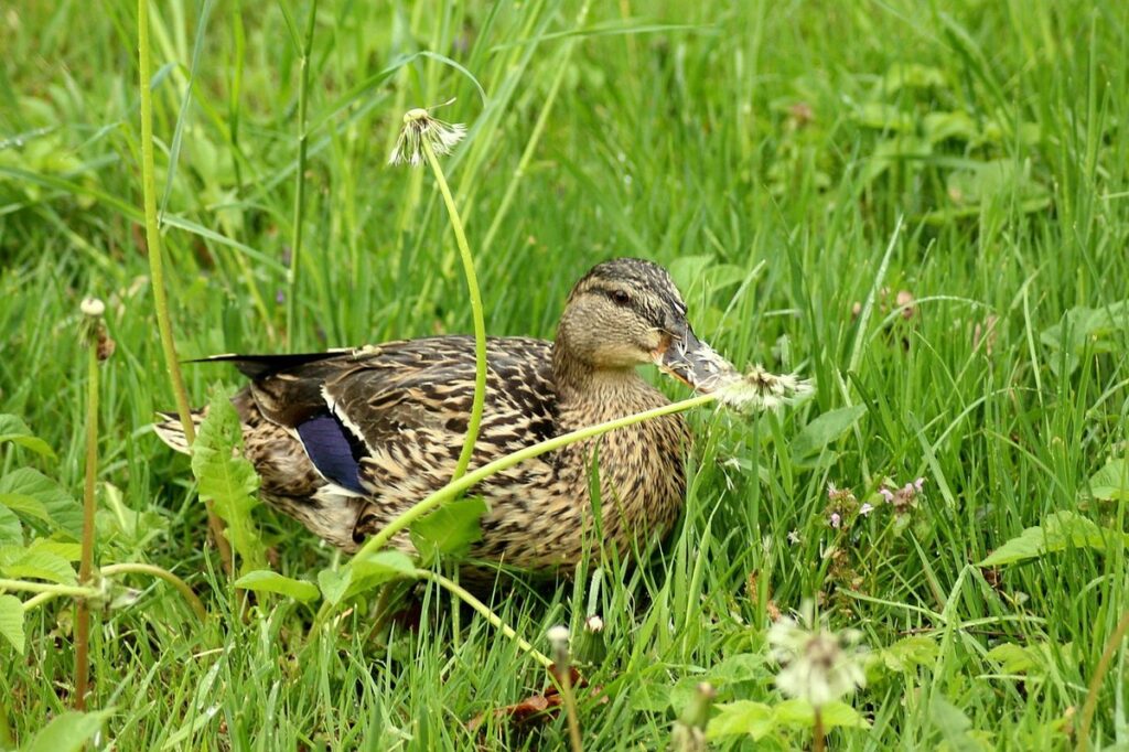 do ducks eat grass