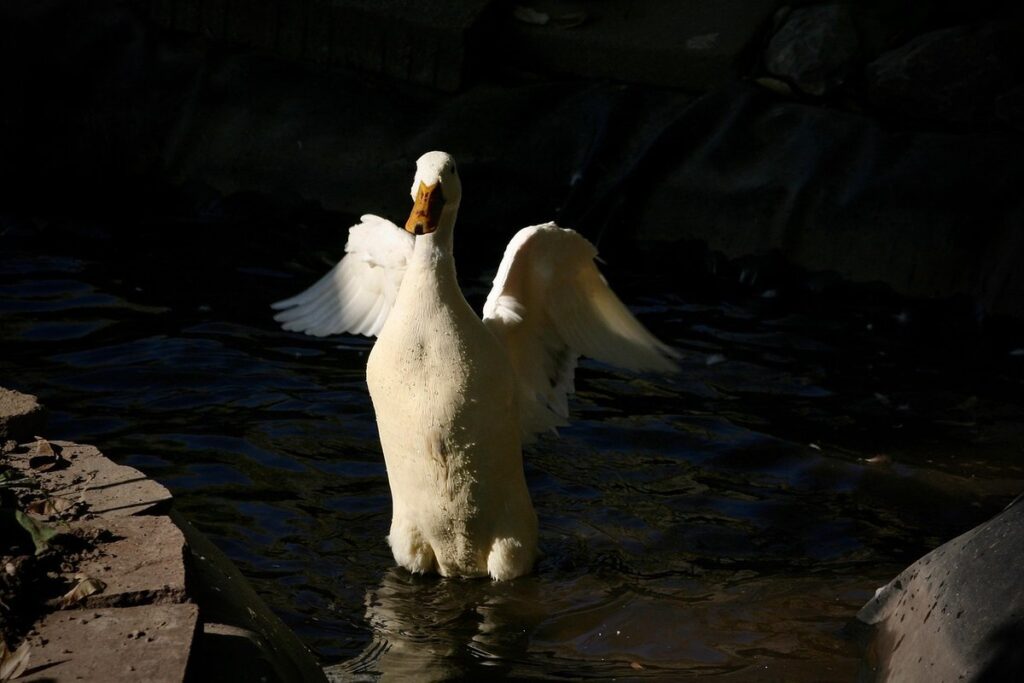 feather sexing breeds
