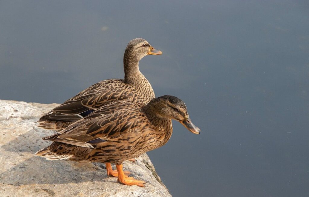 female duck