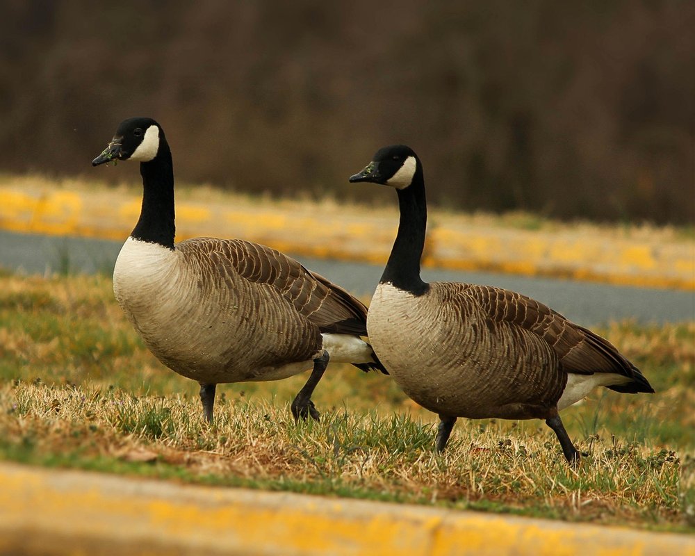 geese mating