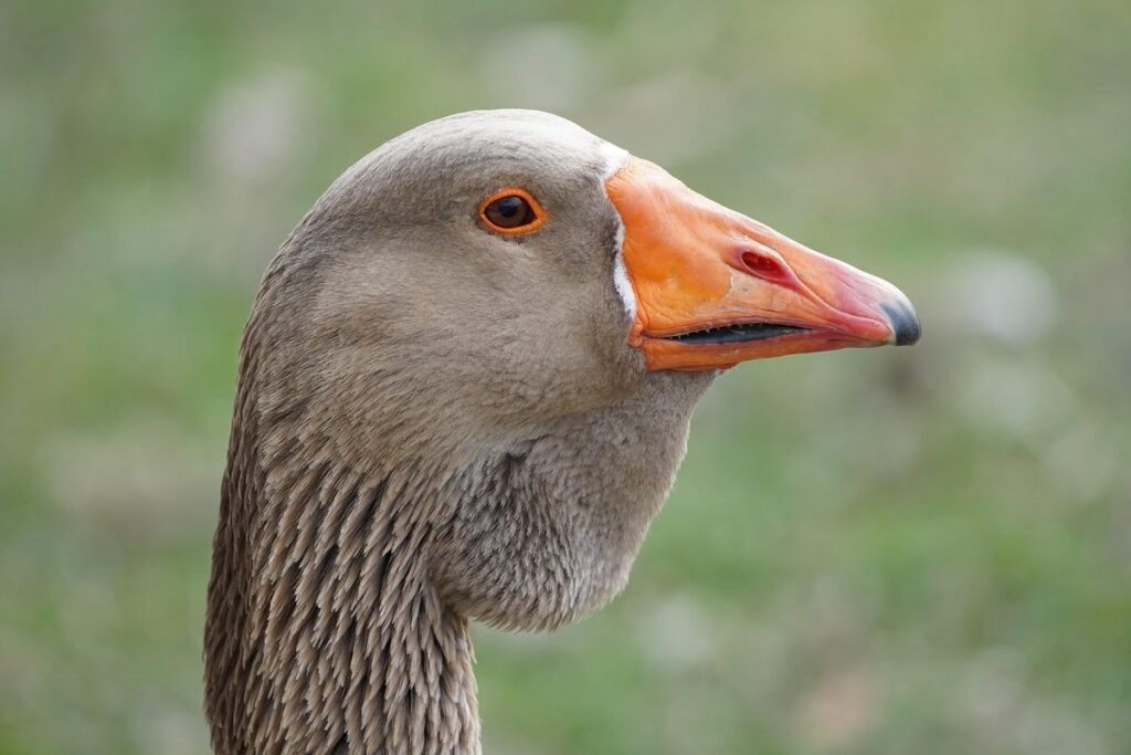 goose pond maintenance
