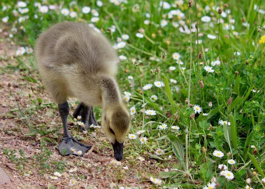 what to feed goslings