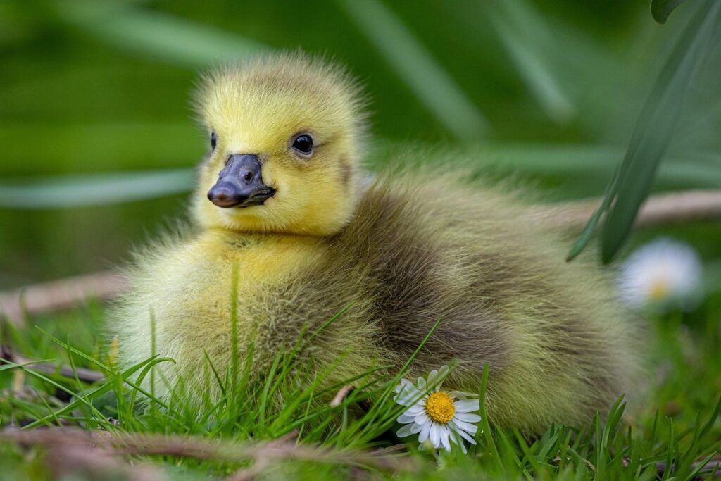 gosling safe greens