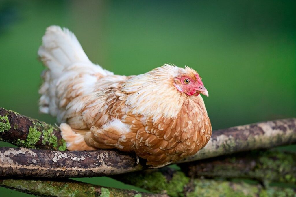 hen of the woods recipe