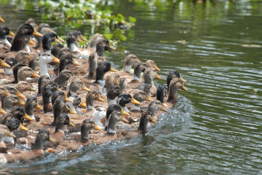 herd of ducks