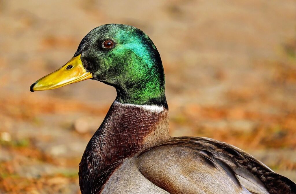 male duck