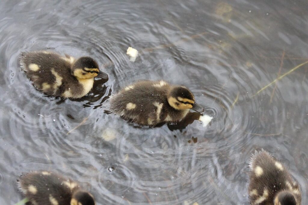 what do mallard ducklings eat